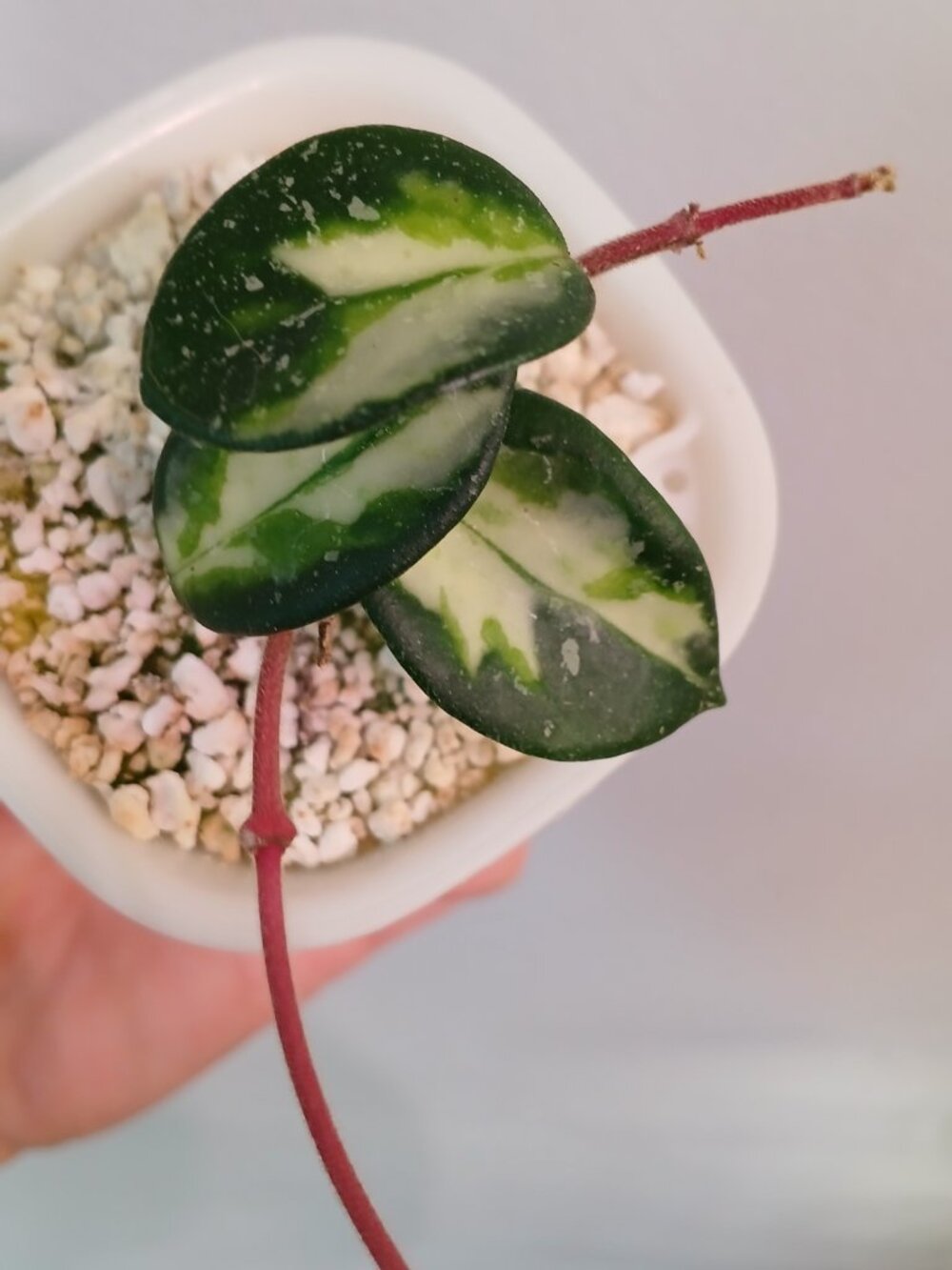 Hoya Mathilde Varigated - Picture 2 of 4